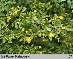 Berberis chinensis (berberys chiński)