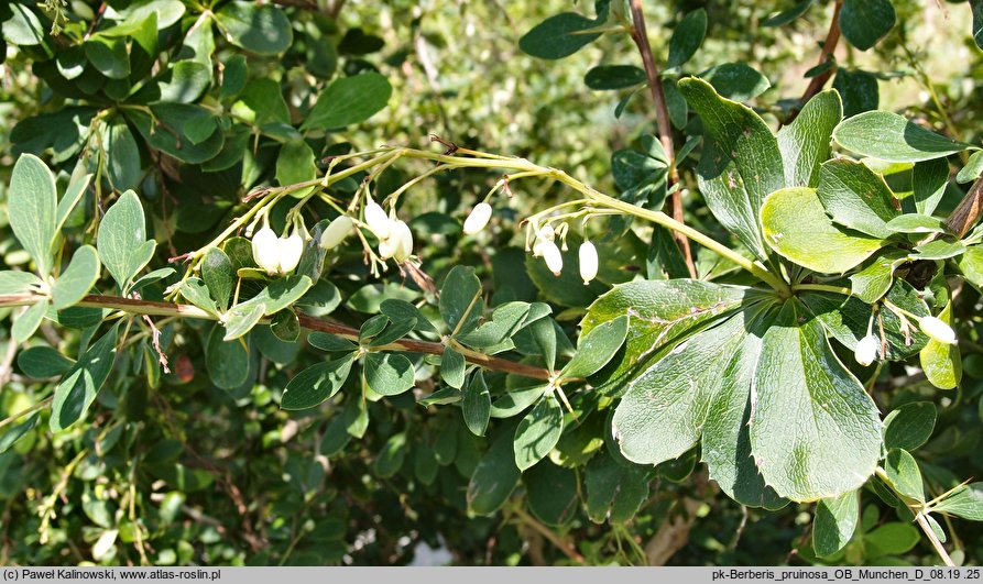 Berberis pruinosa (berberys oszroniony)