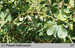 Berberis pruinosa (berberys oszroniony)