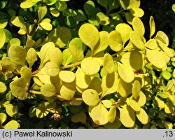 Berberis thunbergii Aurea