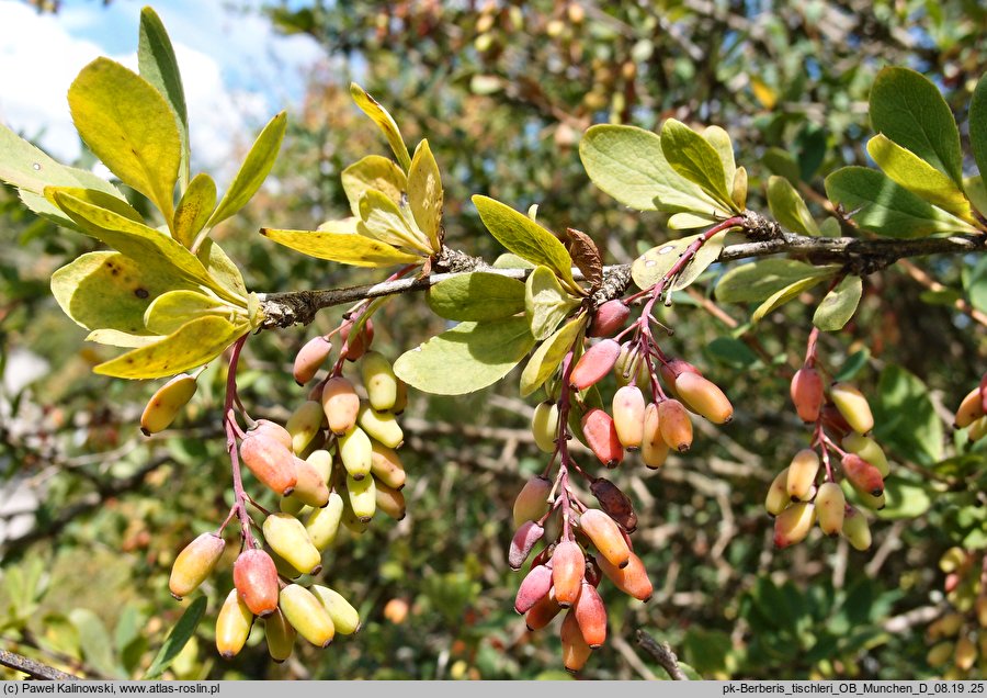 Berberis tischleri