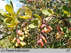 Berberis tischleri