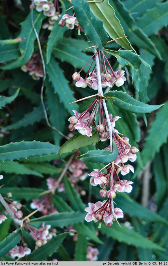 Berberis veitchii