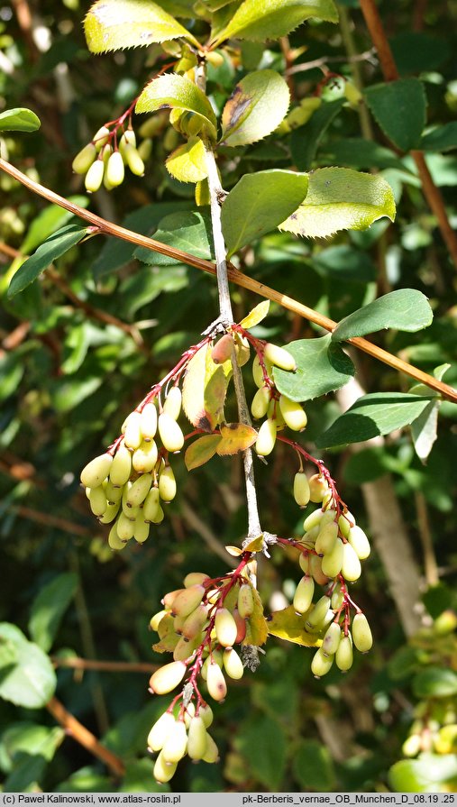 Berberis caroli