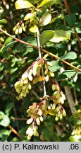 Berberis caroli