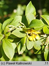 Berberis virescens (berberys zielonkawy)