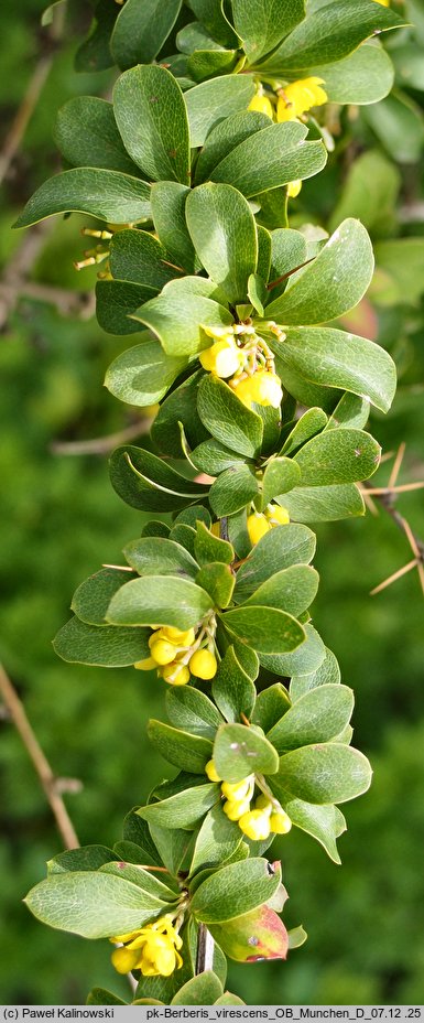 Berberis virescens (berberys zielonkawy)