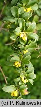 Berberis virescens (berberys zielonkawy)