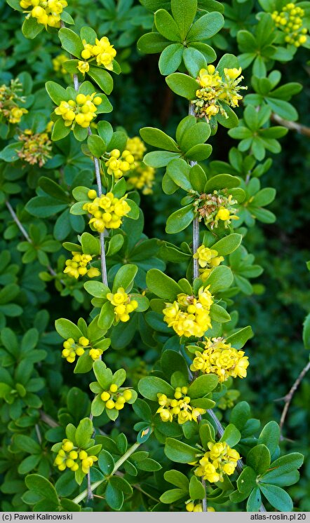 Berberis wilsoniae (berberys Wilsonowej)