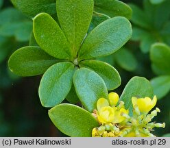 Berberis wilsoniae (berberys Wilsonowej)