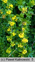 Berberis wilsoniae (berberys Wilsonowej)