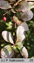 Berberis ×chopinii (berberys Chopina)