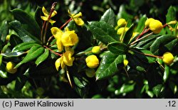 Berberis ×frikartii (berberys Frikarta)