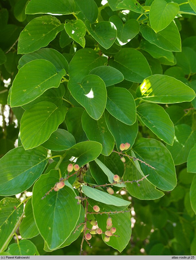 Berchemia floribunda (berchemia groniasta)
