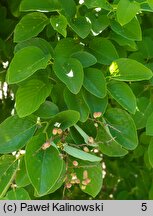 Berchemia floribunda (berchemia groniasta)