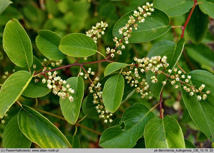 Berchemia kulingensis