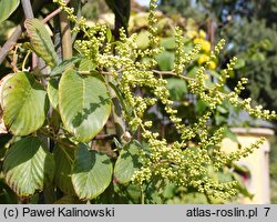 Berchemia floribunda (berchemia groniasta)