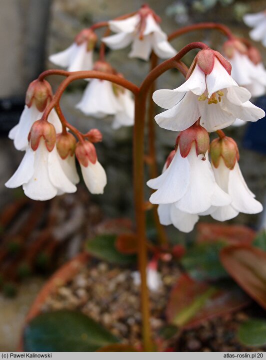 Bergenia emeiensis