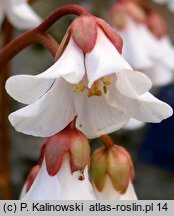 Bergenia emeiensis