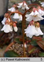 Bergenia emeiensis