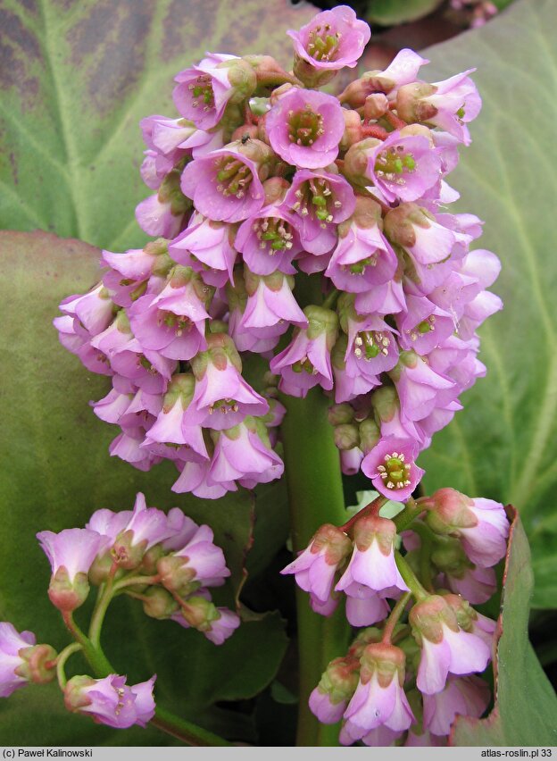 Bergenia stracheyi