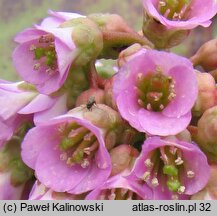 Bergenia stracheyi