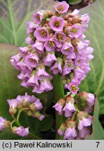 Bergenia stracheyi