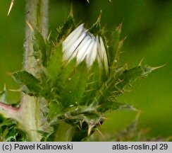 Berkheya purpurea (berkeja purpurowa)