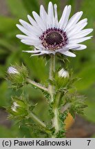 Berkheya purpurea (berkeja purpurowa)