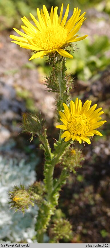 Berkheya rhapontica