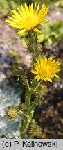 Berkheya rhapontica