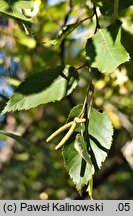 Betula utilis ssp. albosinensis (brzoza białochińska)