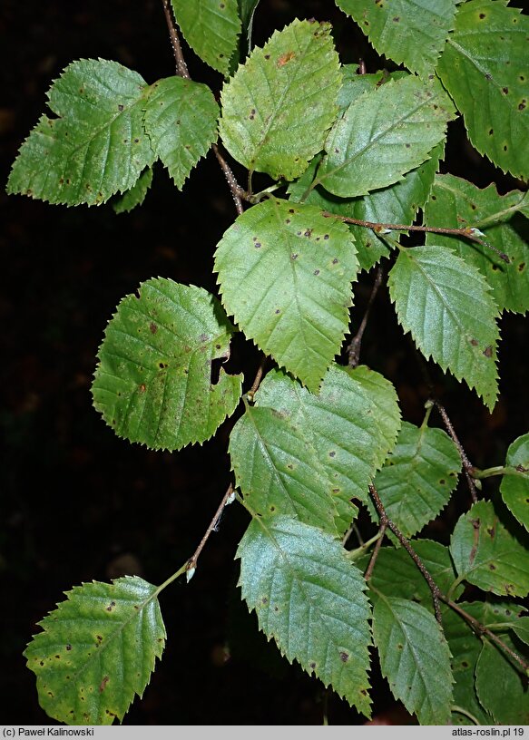 Betula gmelinii