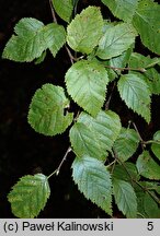 Betula gmelinii