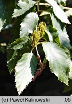 Betula chinensis (brzoza chińska)