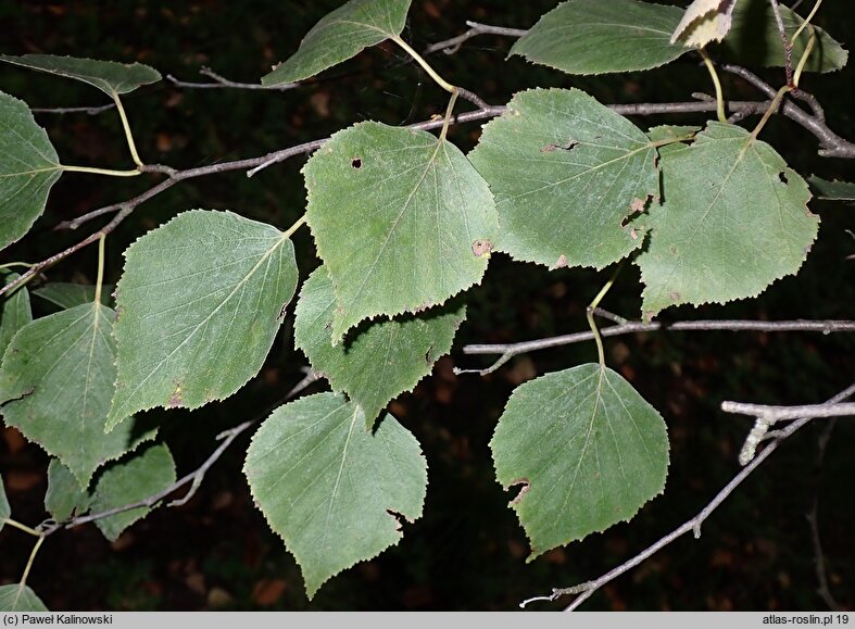 Betula corylifolia