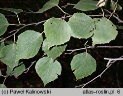 Betula corylifolia