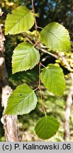 Betula dahurica (brzoza dahurska)