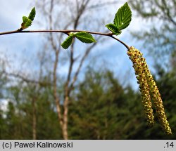 Betula dahurica (brzoza dahurska)