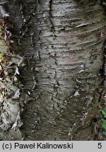 Betula fruticosa (brzoza krzaczasta)