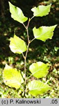 Betula ermanii (brzoza Ermana)