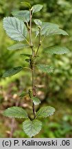 Betula fruticosa (brzoza krzaczasta)