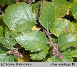 Betula fruticosa (brzoza krzaczasta)