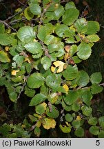 Betula fruticosa (brzoza krzaczasta)