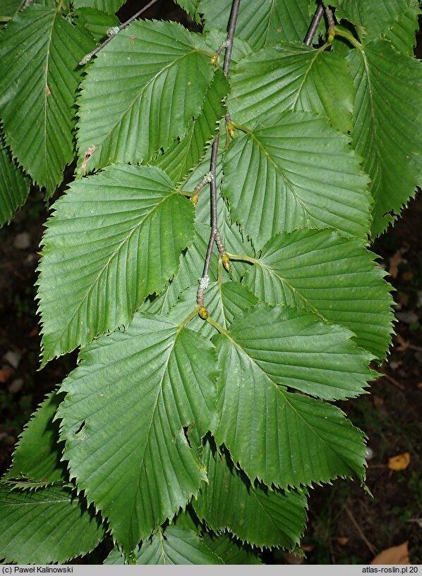 Betula grossa (brzoza grabolistna)