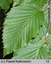 Betula grossa (brzoza grabolistna)