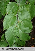 Betula grossa (brzoza grabolistna)