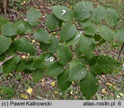 Betula insignis (brzoza południowochińska)