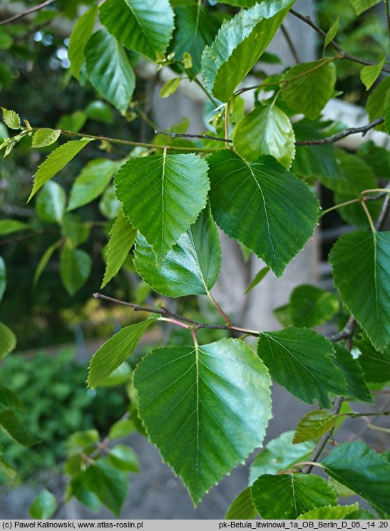 Betula pubescens var. litwinowii (brzoza Litwinowa)