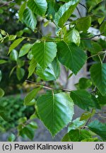 Betula pubescens var. litwinowii (brzoza Litwinowa)